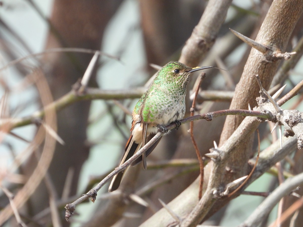 Red-tailed Comet - ML641508663