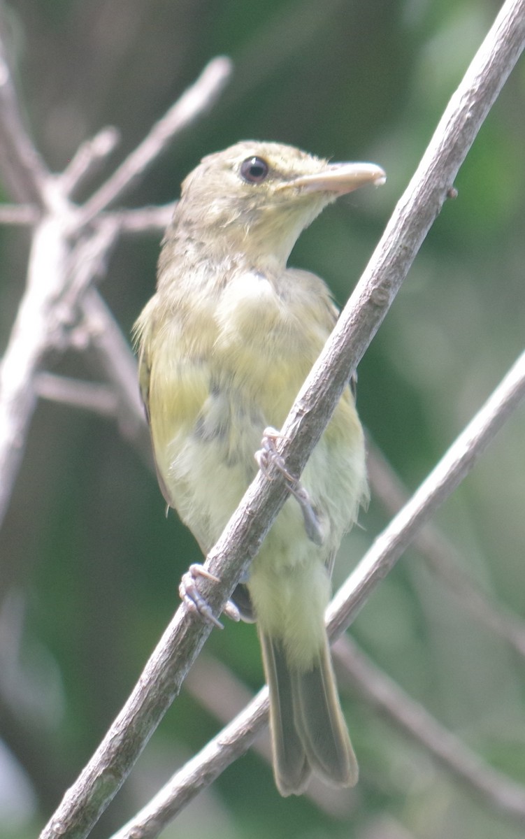 Thick-billed Vireo - ML641508701