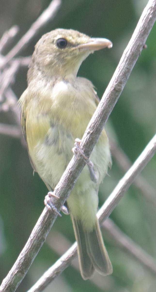 Thick-billed Vireo - ML641508702