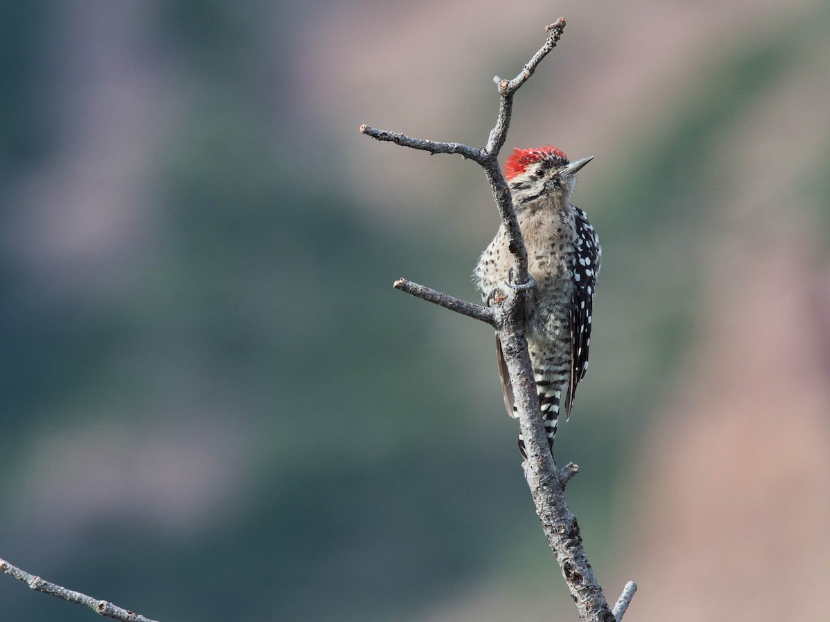 Ladder-backed Woodpecker - ML641508774