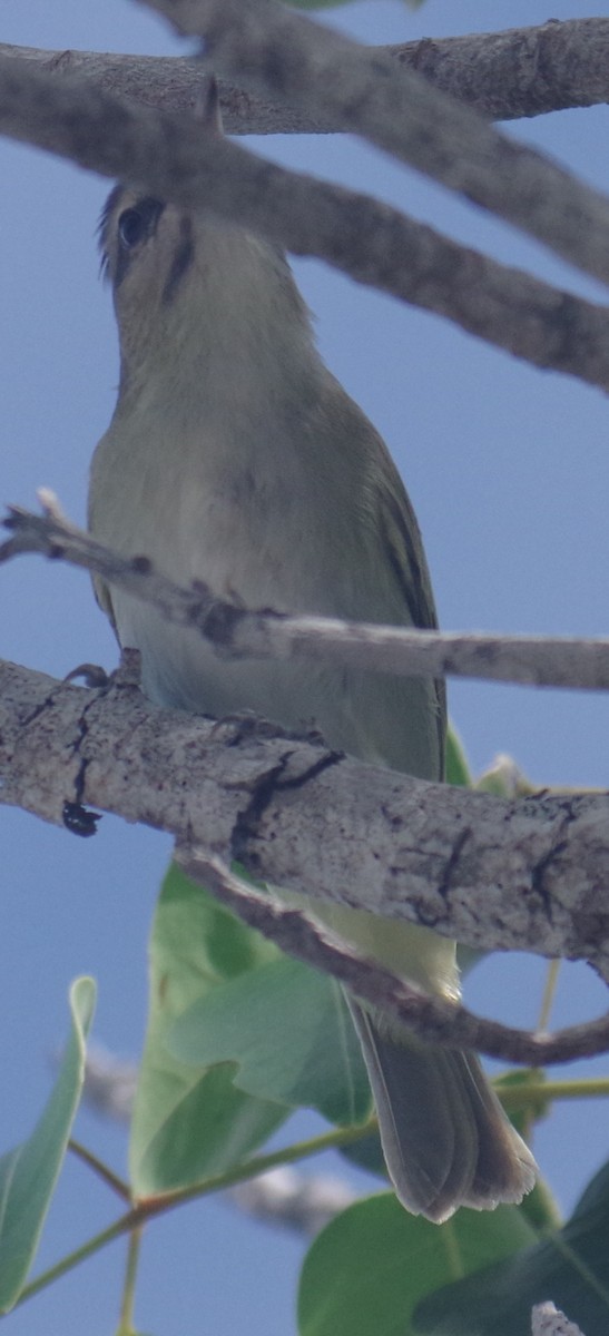 Black-whiskered Vireo - ML641508813