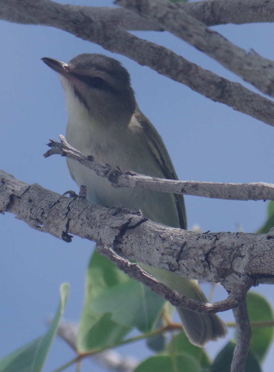 Black-whiskered Vireo - ML641508815