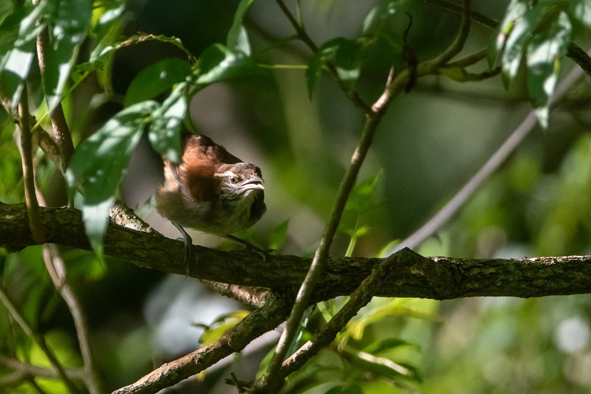 Rufous-and-white Wren - ML641508821