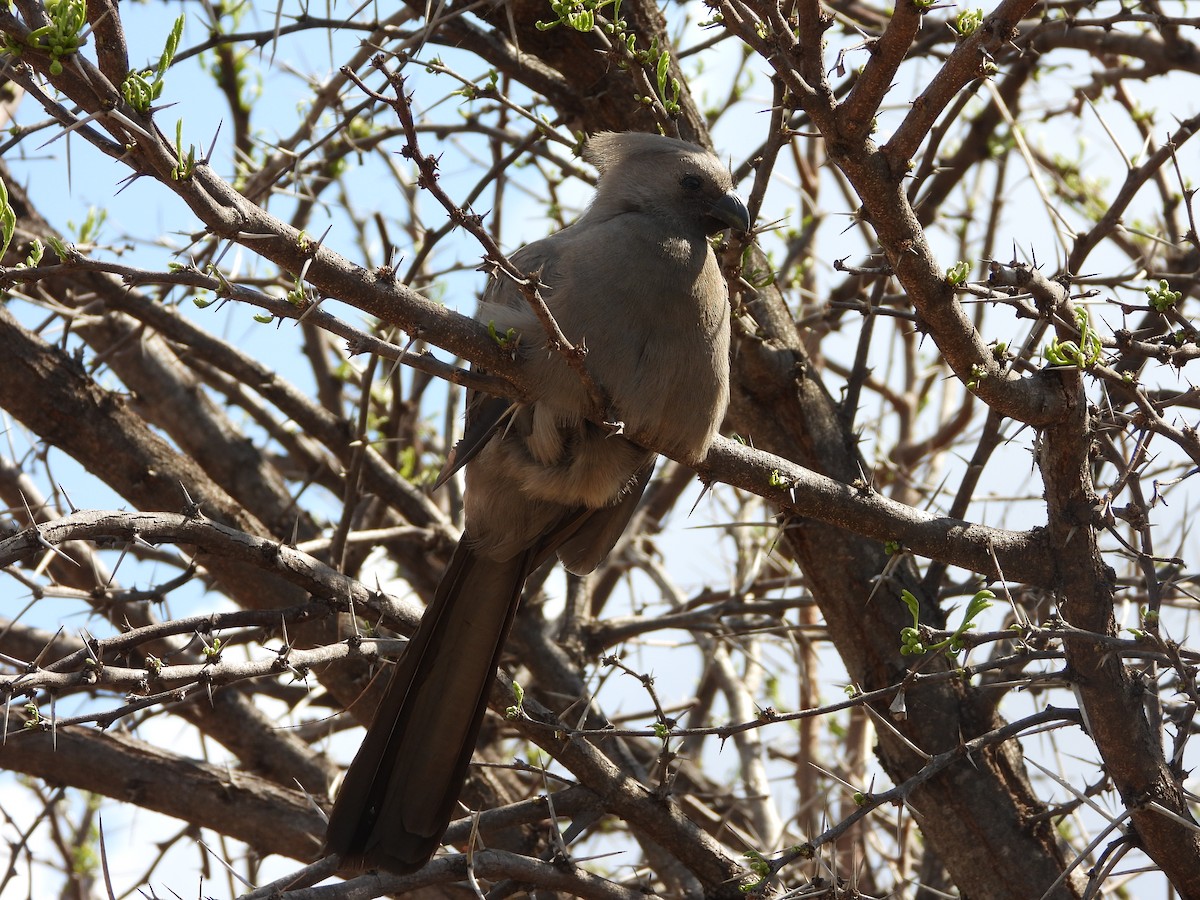Gray Go-away-bird - ML641508867