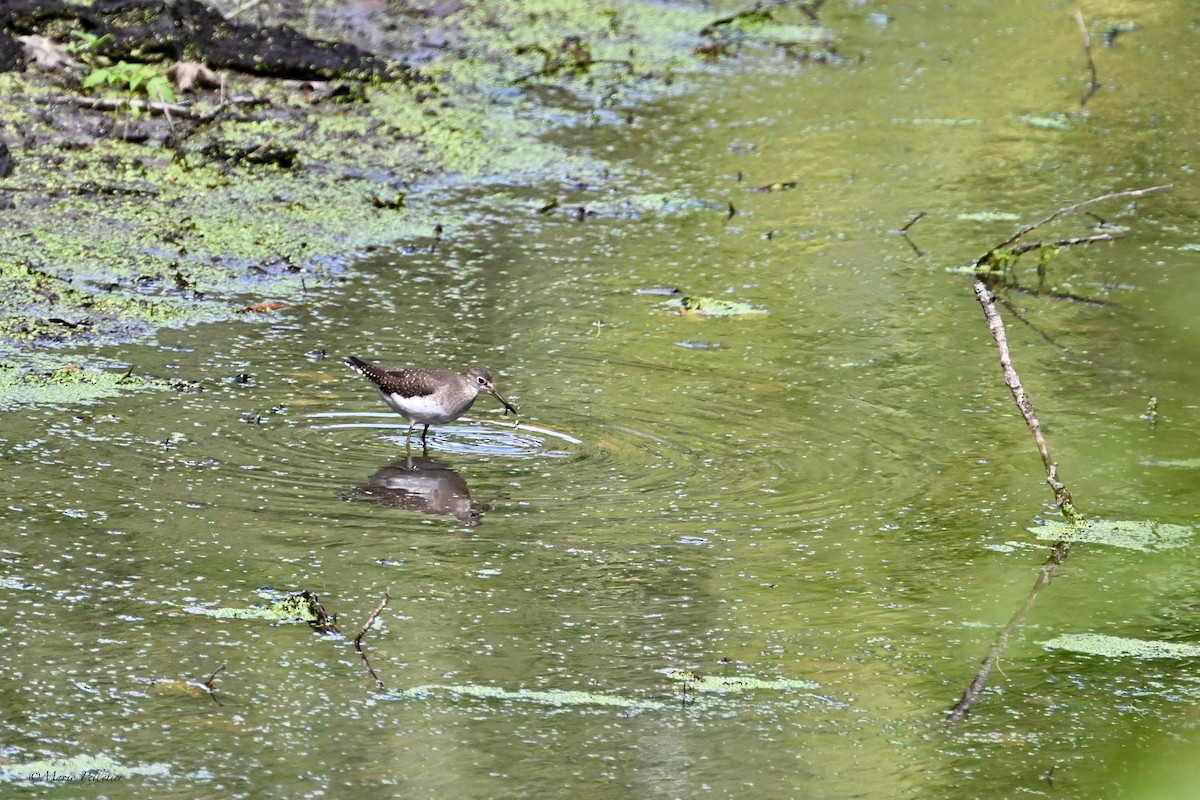 Solitary Sandpiper - ML641508878