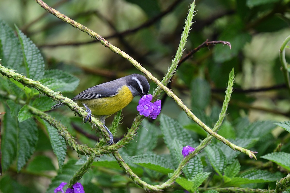 Bananaquit - ML641508887