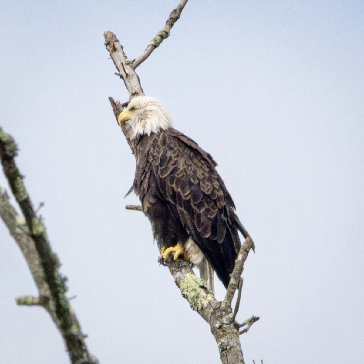 Bald Eagle - ML641508889