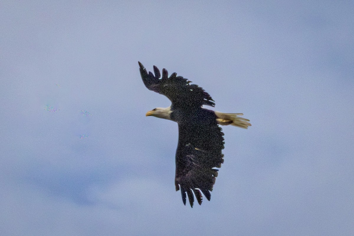 Bald Eagle - ML641508891