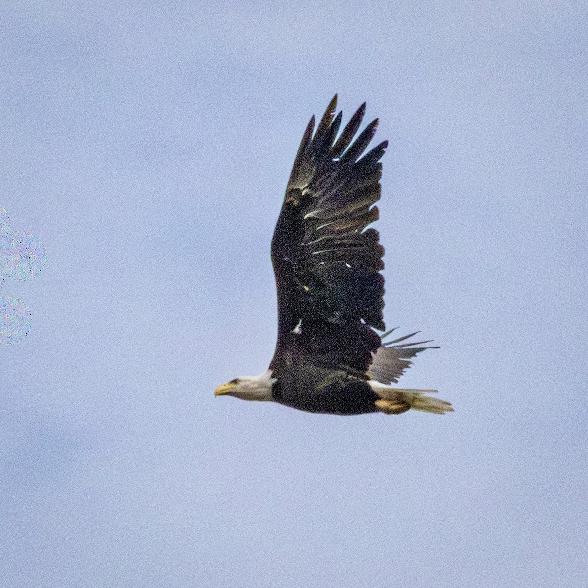 Bald Eagle - ML641508892