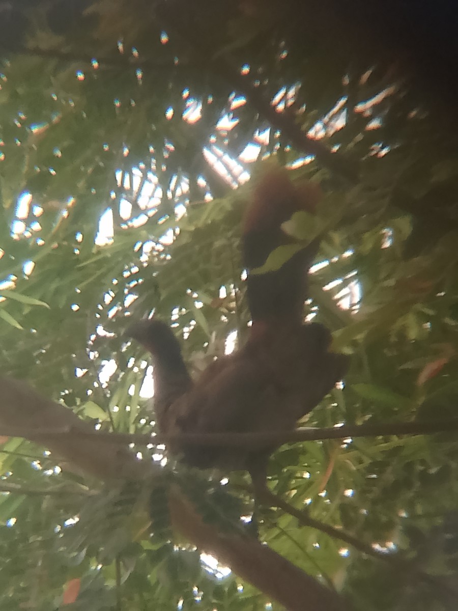 Rufous-vented Chachalaca - ML641508896