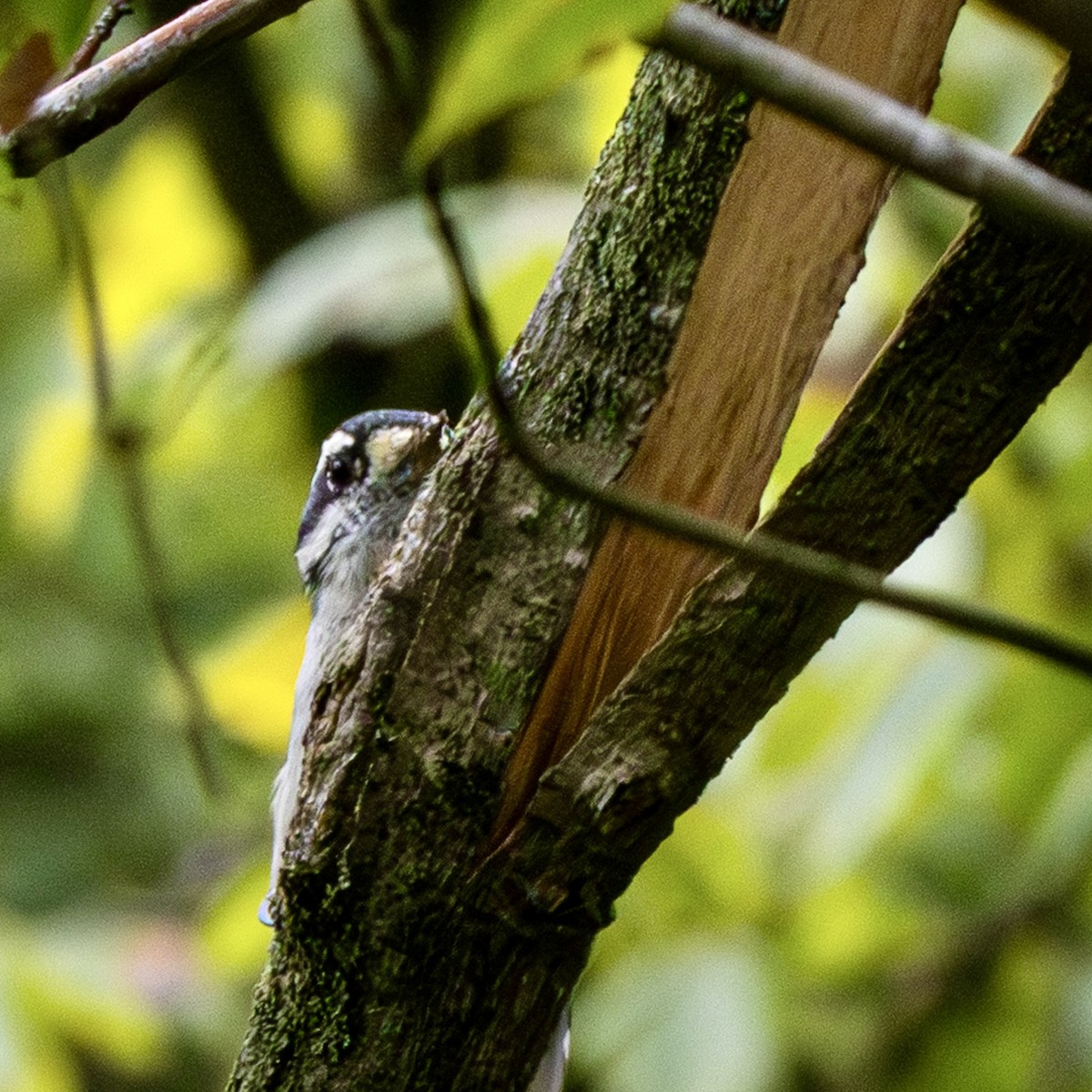 Downy Woodpecker - ML641508906