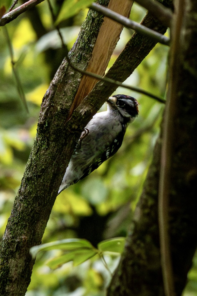 Downy Woodpecker - ML641508907
