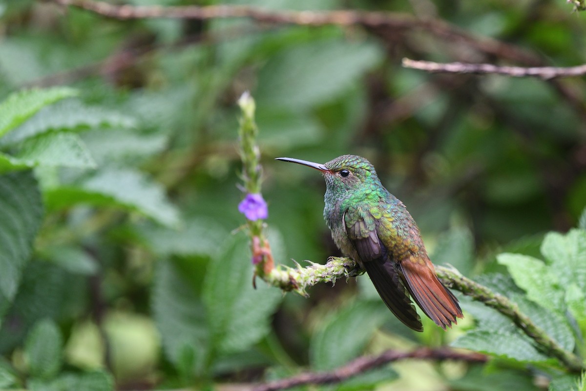 Rufous-tailed Hummingbird - ML641508914