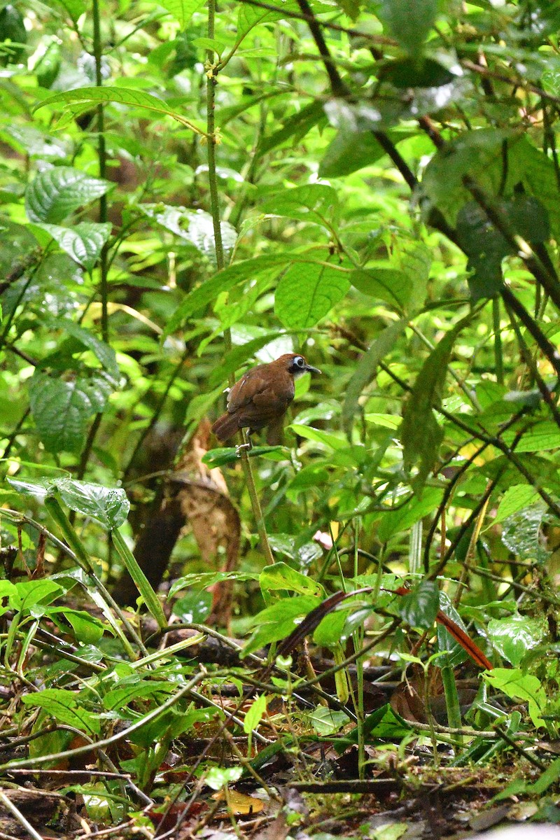 Bicolored Antbird - ML641509010