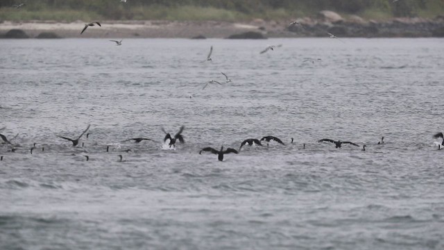 Double-crested Cormorant - ML641509015