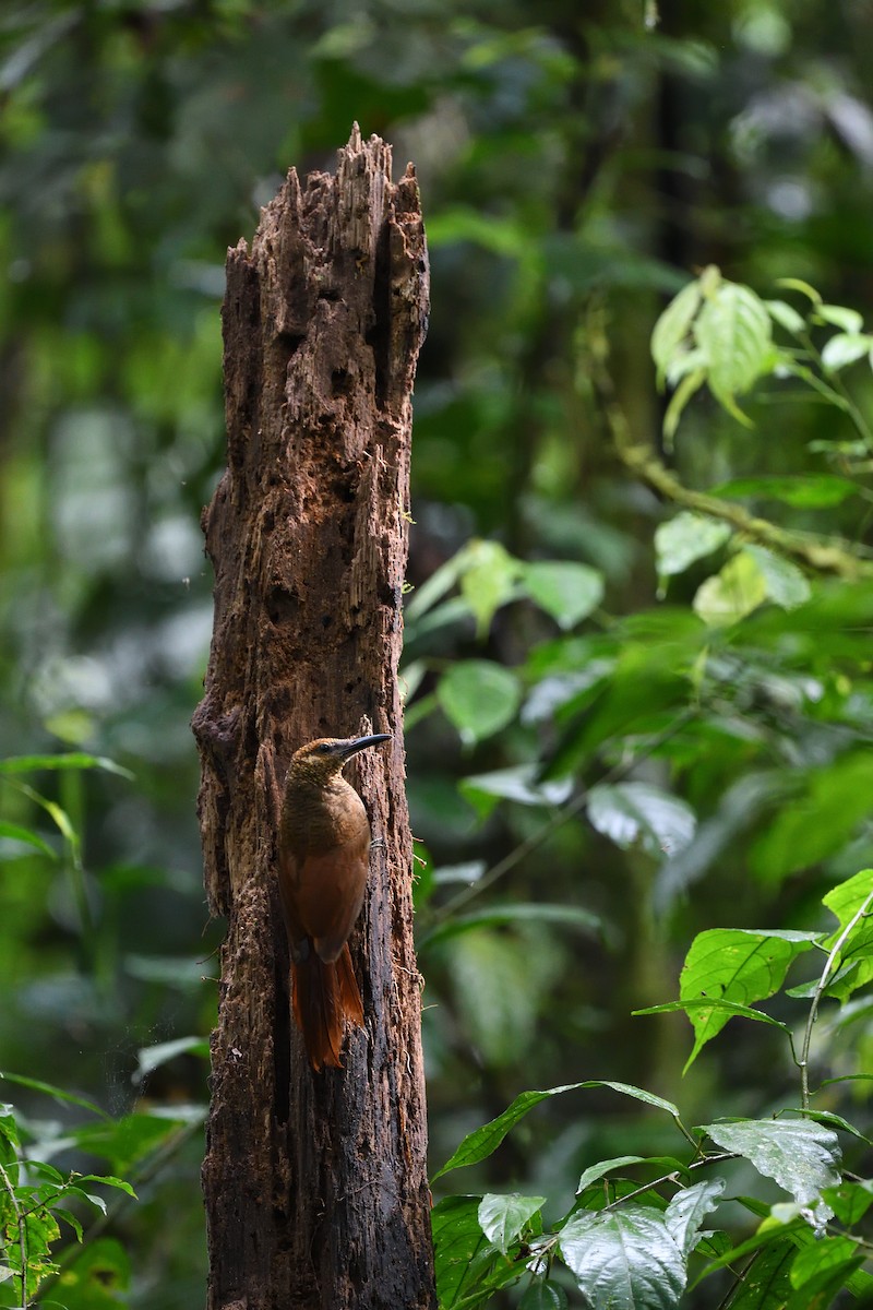 Northern Barred-Woodcreeper - ML641509018