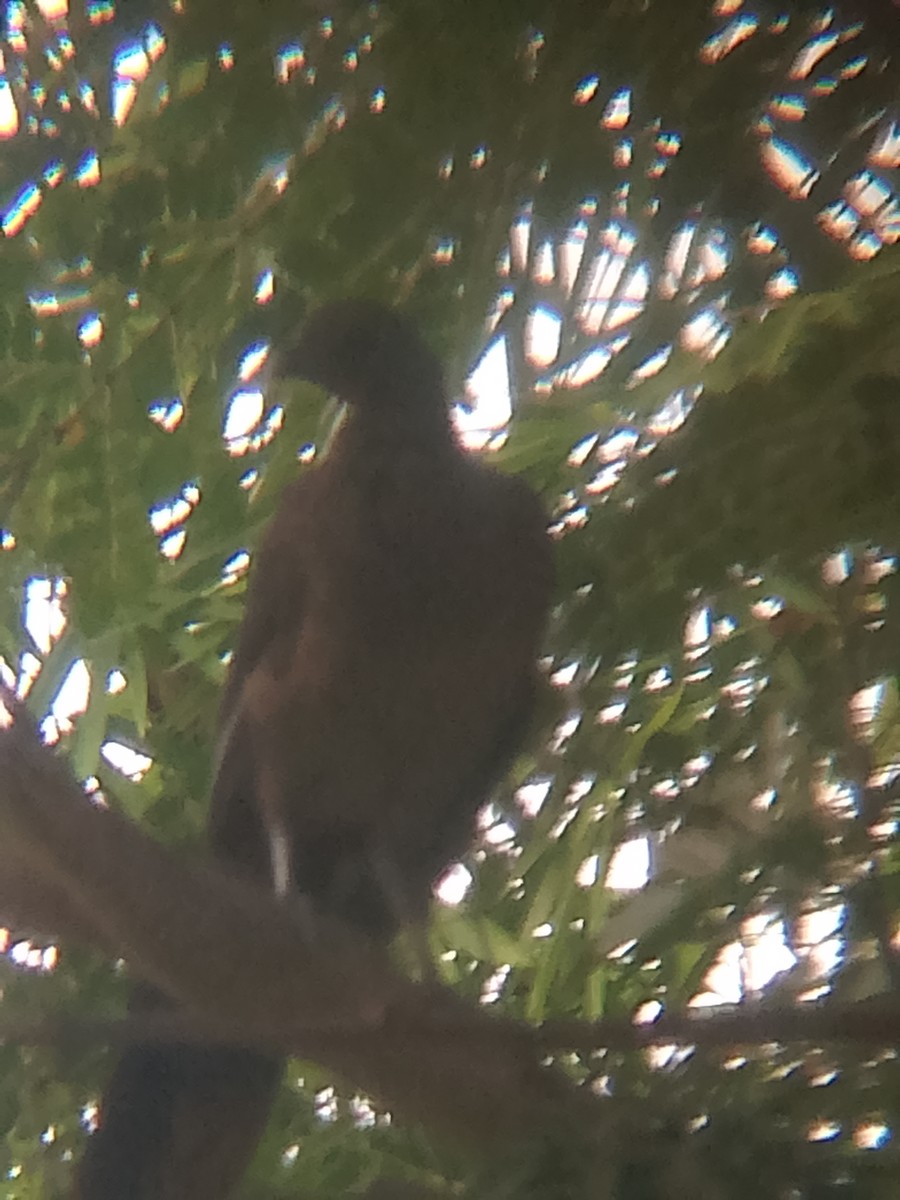 Rufous-vented Chachalaca - ML641509023