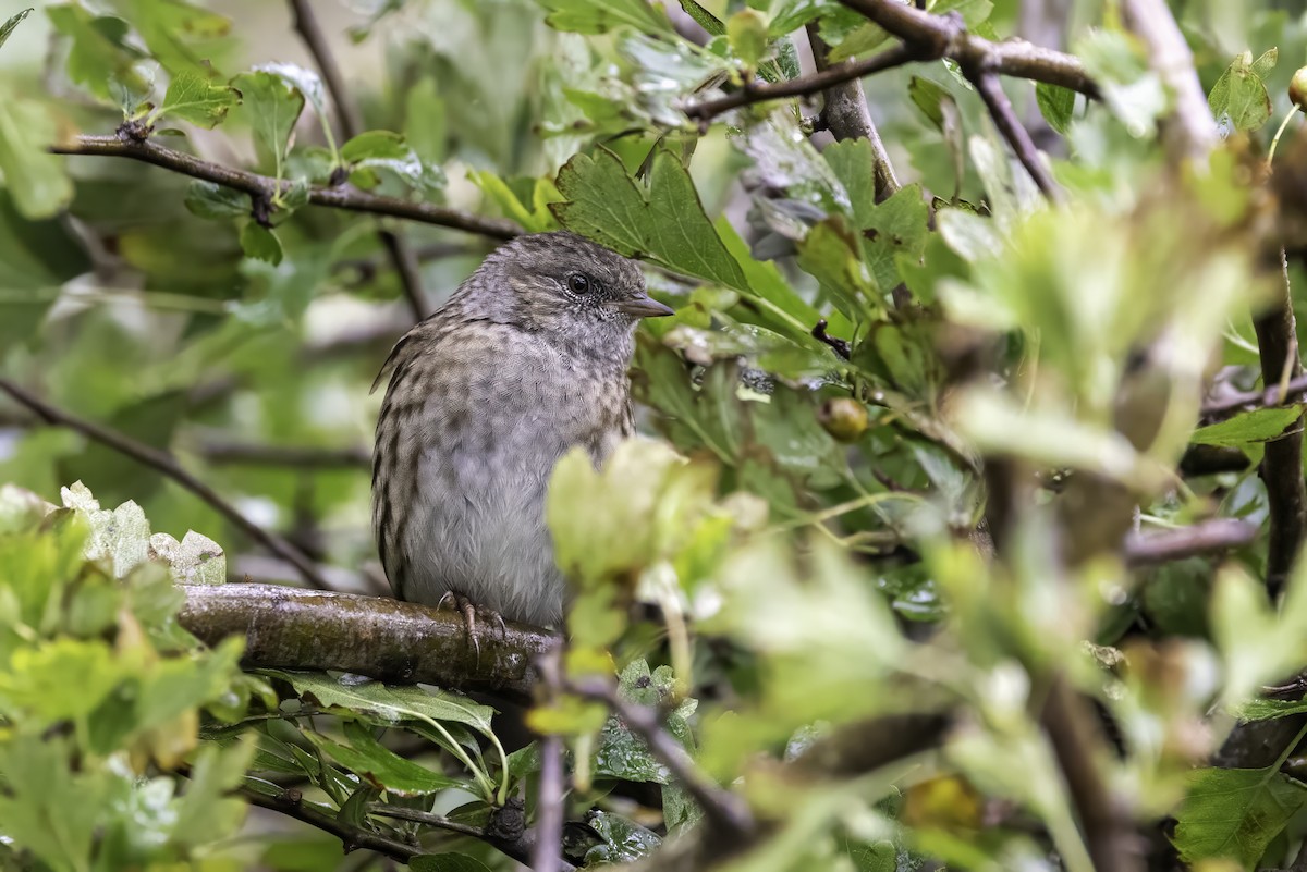Dunnock - ML641509041