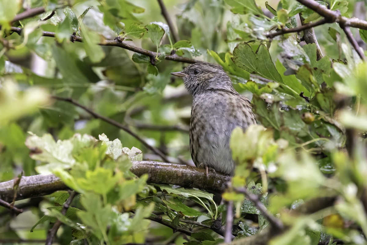 Dunnock - ML641509047