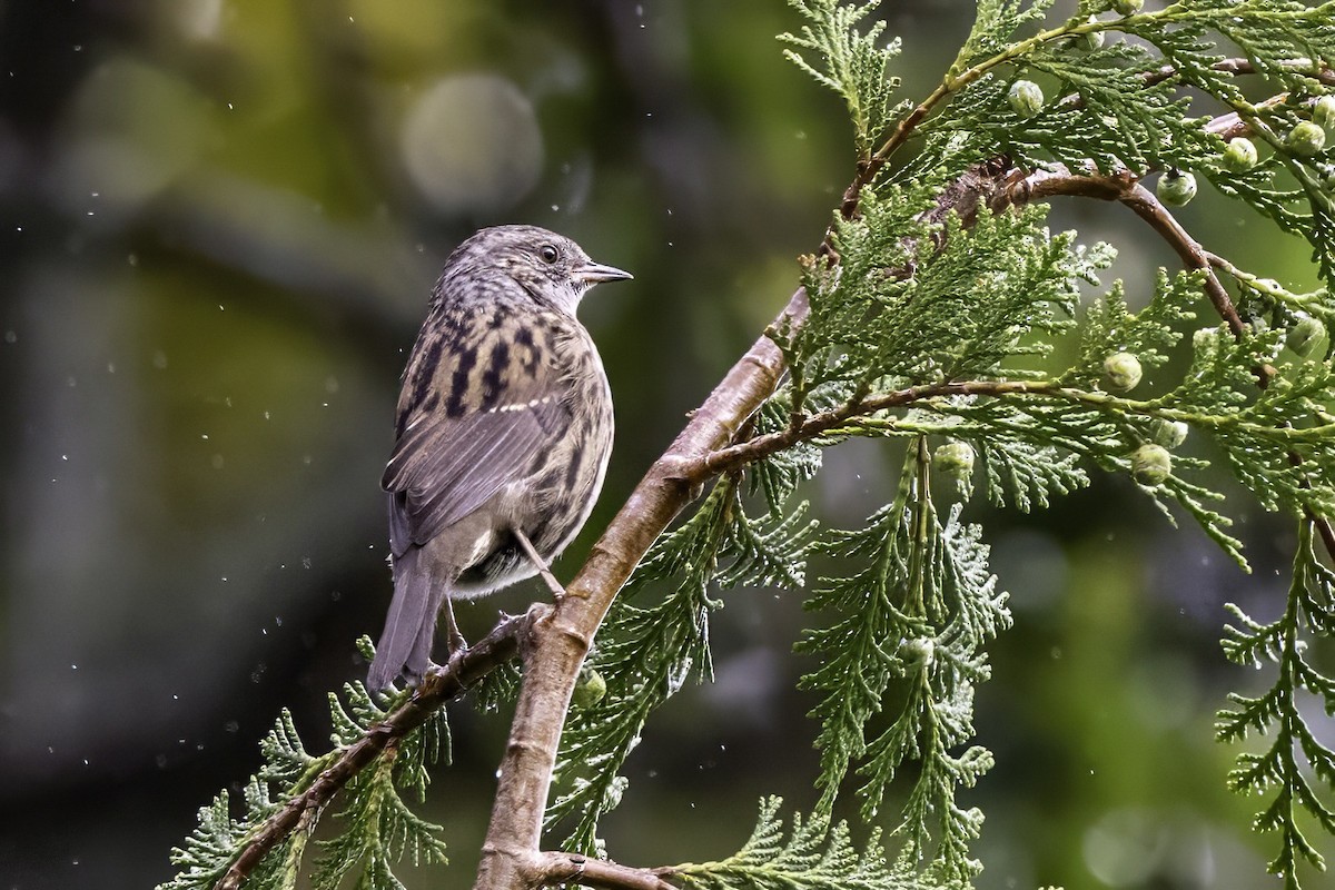 Dunnock - ML641509049
