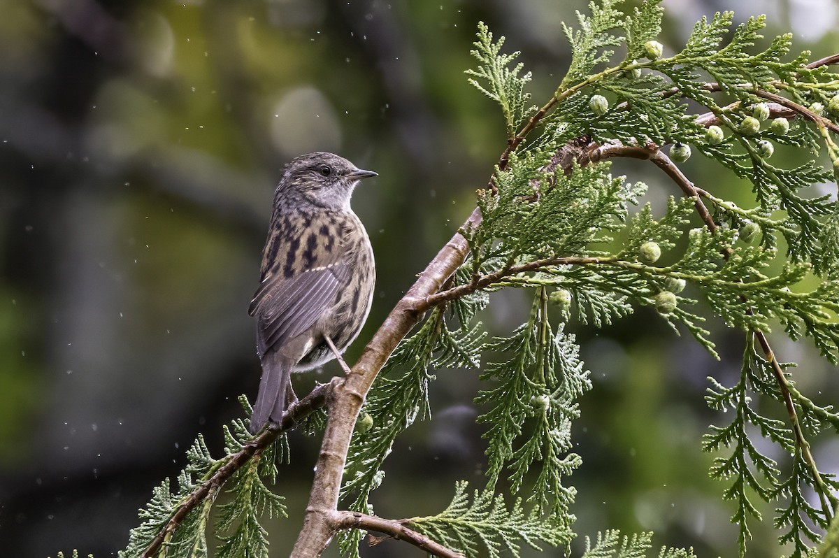 Dunnock - ML641509061