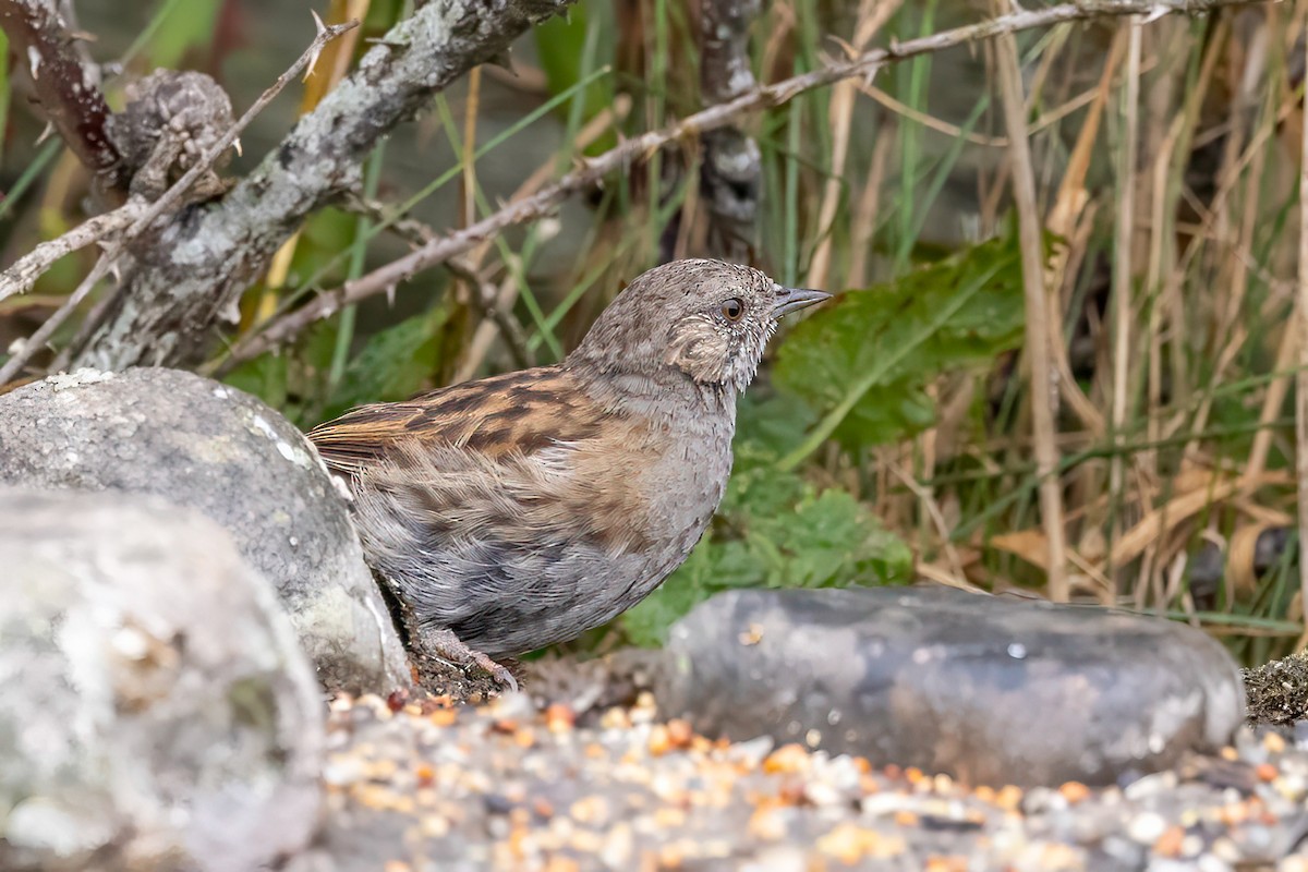 Dunnock - ML641509079
