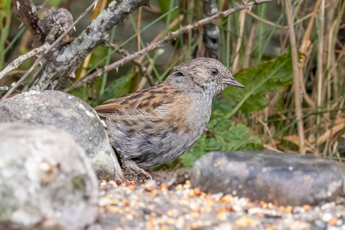 Dunnock - ML641509090