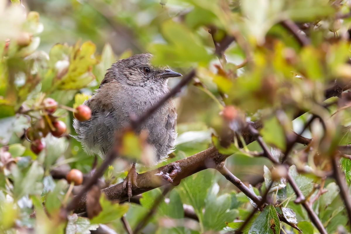 Dunnock - ML641509093