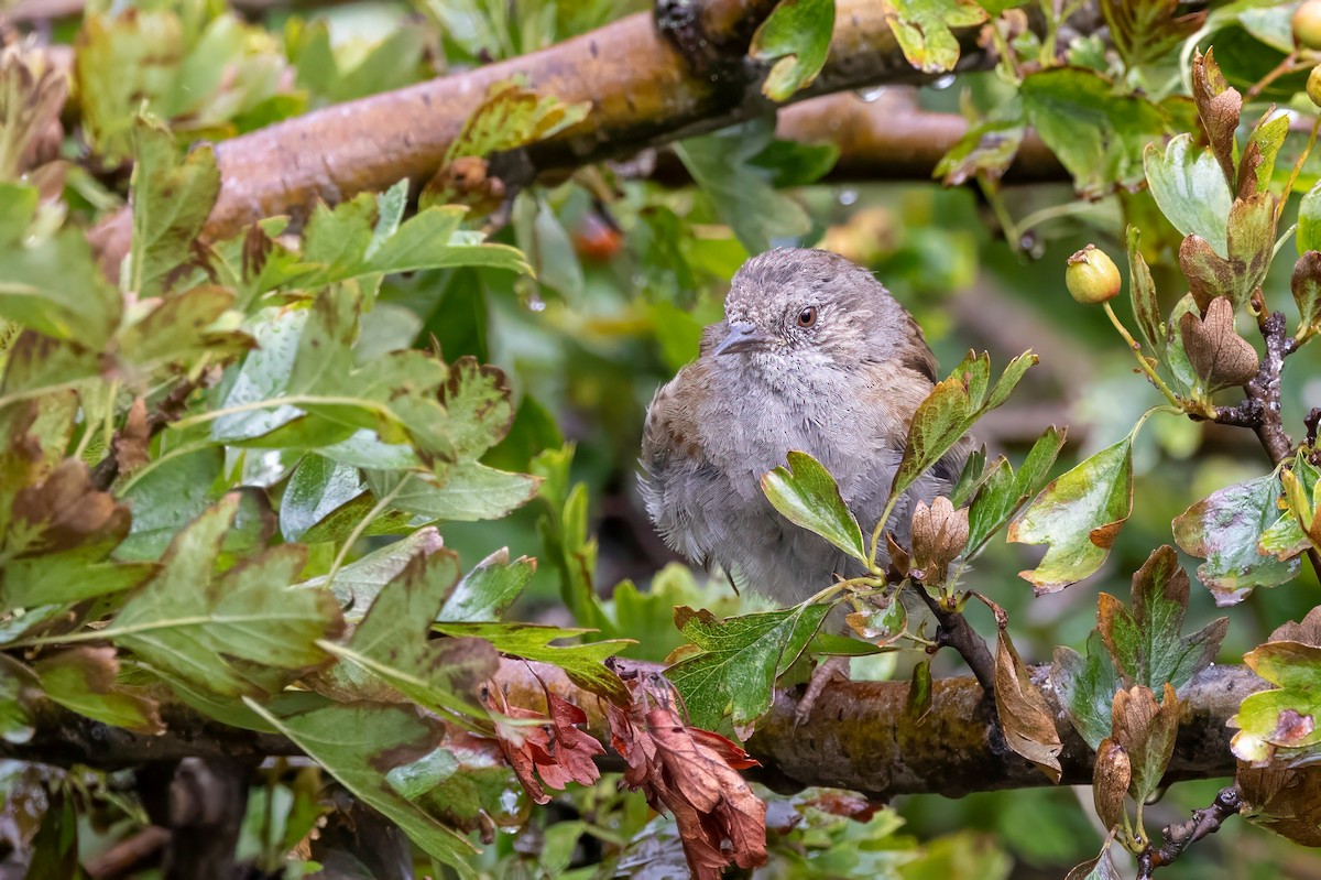 Dunnock - ML641509108