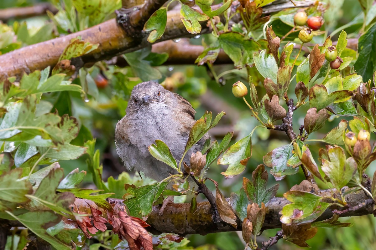 Dunnock - ML641509111