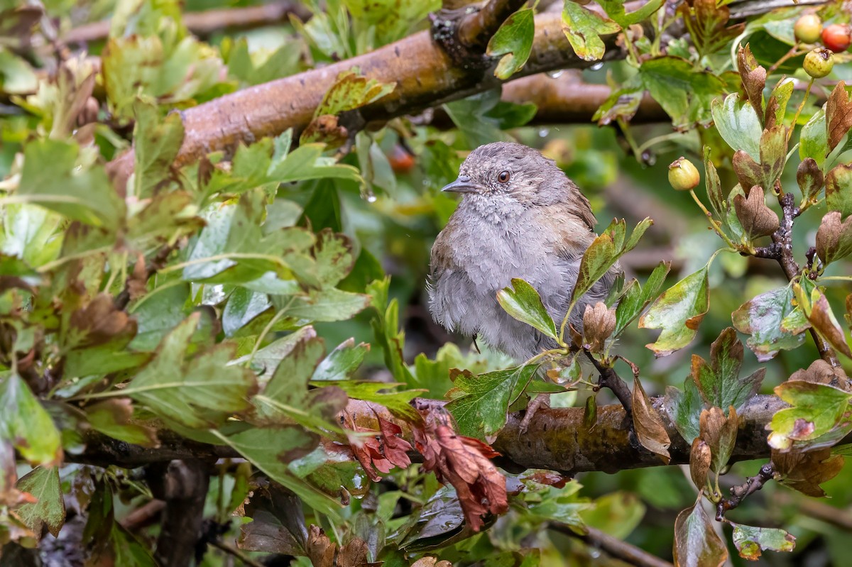 Dunnock - ML641509123