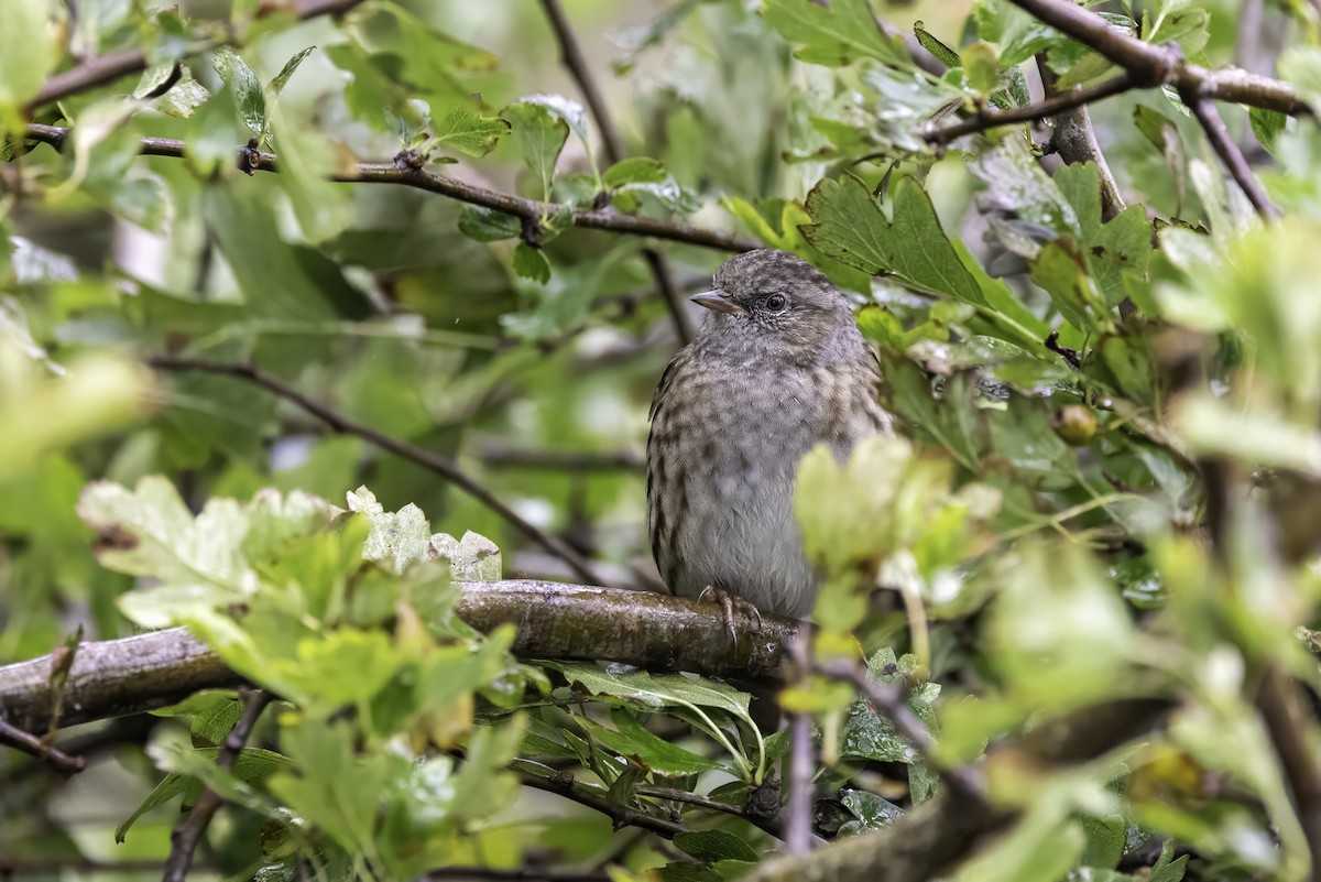 Dunnock - ML641509129