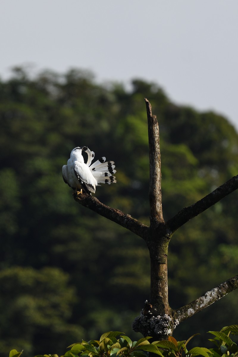 White Hawk - ML641509137