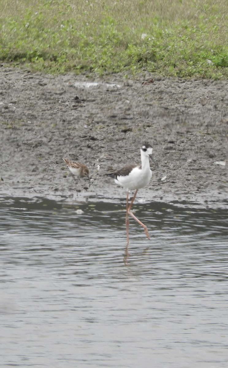 Black-necked Stilt - ML641509156