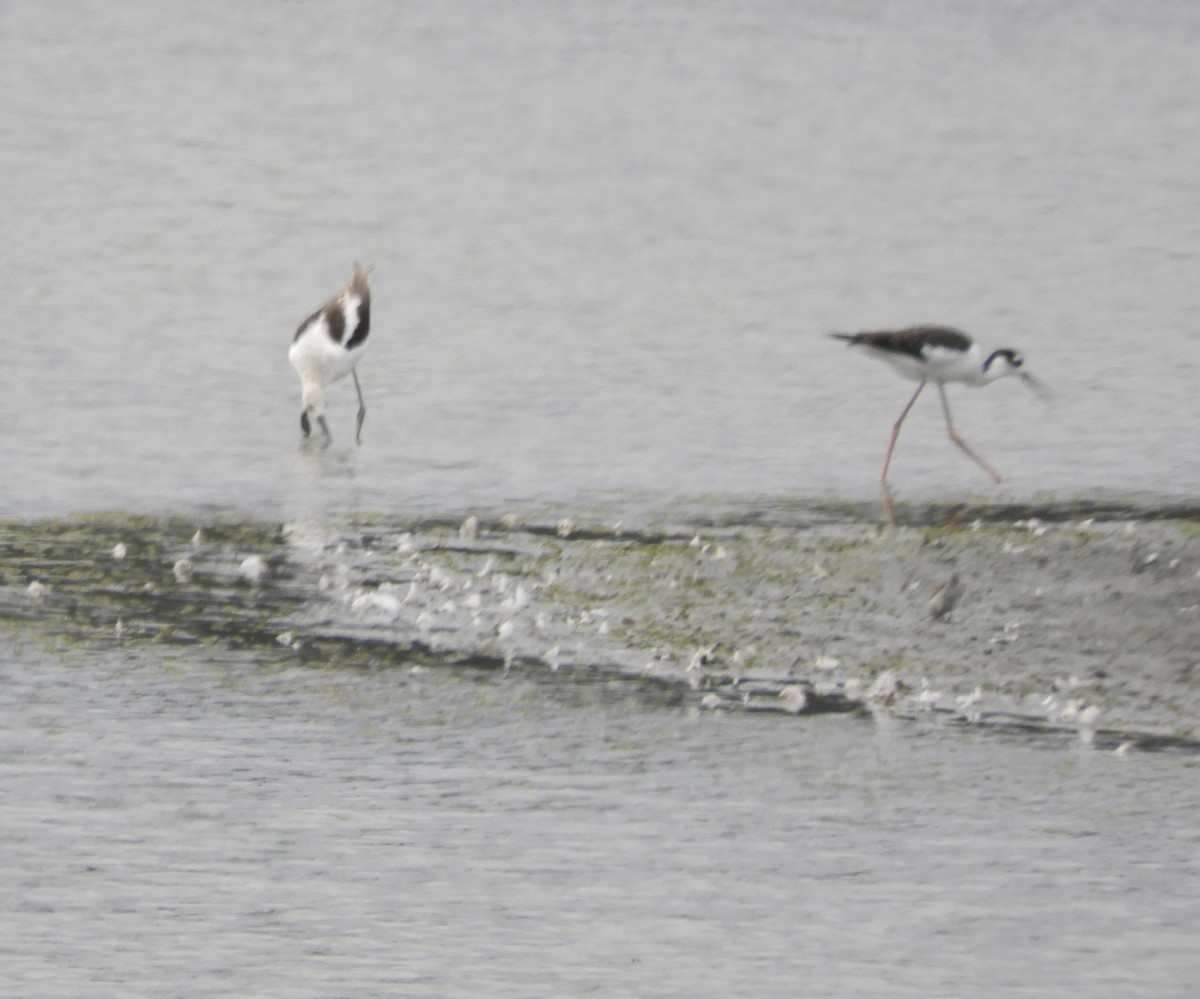 Black-necked Stilt - ML641509157