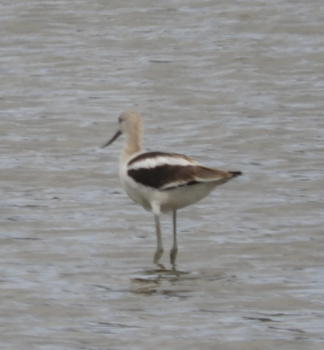 American Avocet - ML641509173