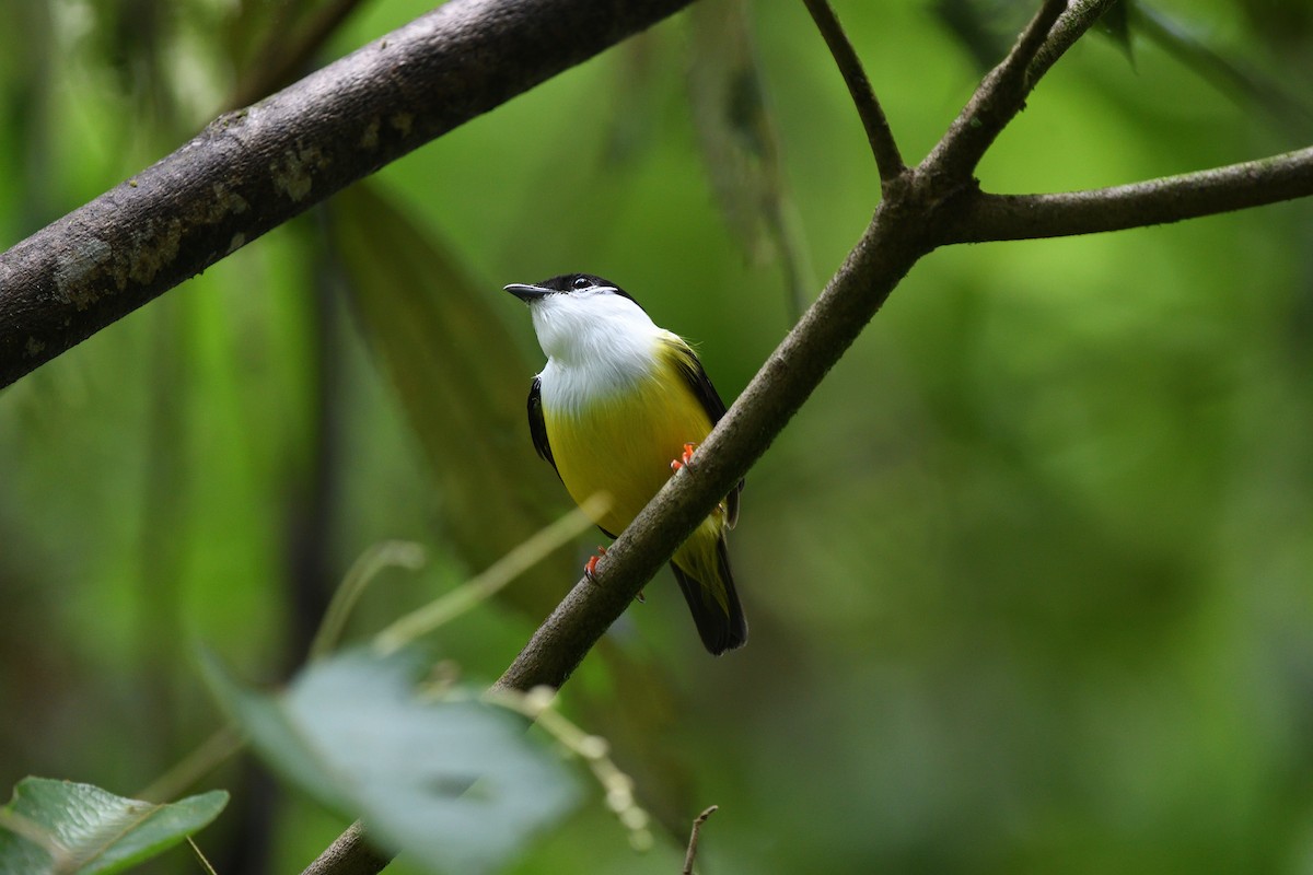 White-collared Manakin - ML641509197