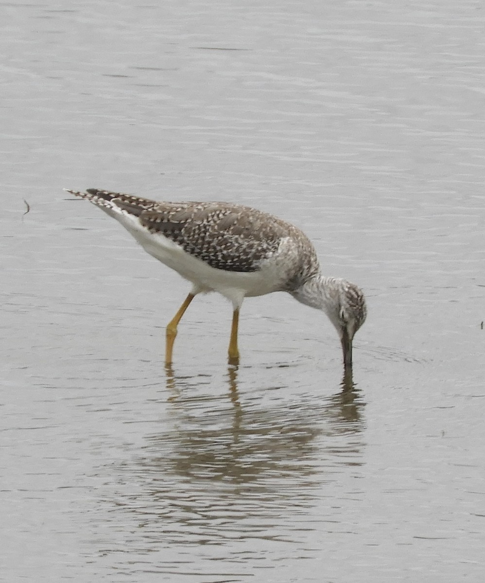 Greater Yellowlegs - ML641509241