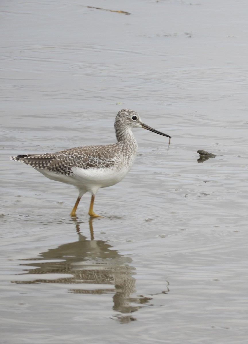 Greater Yellowlegs - ML641509242
