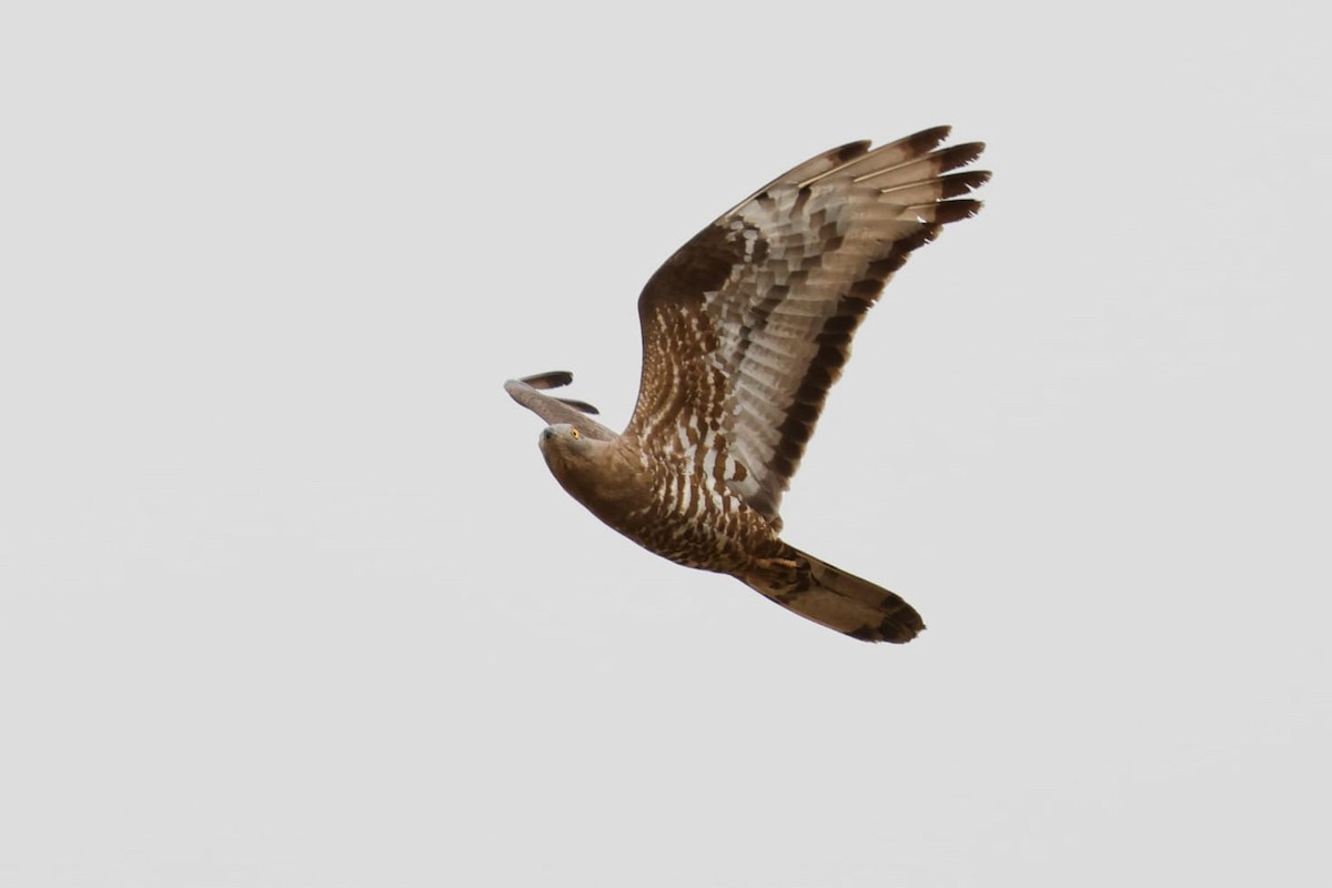 European Honey-buzzard - ML641509271