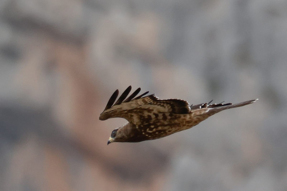 European Honey-buzzard - ML641509277