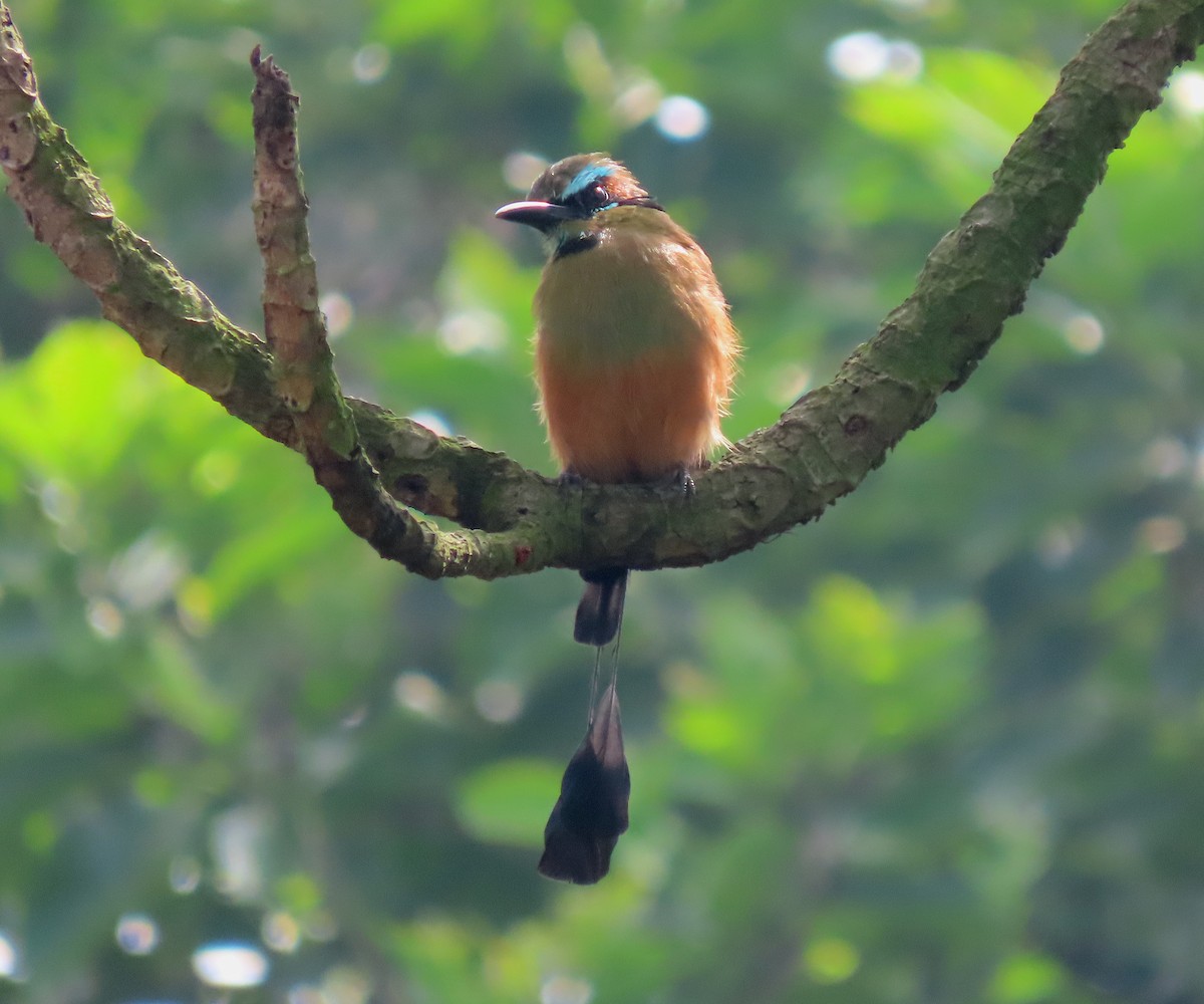 Turquoise-browed Motmot - ML641509283