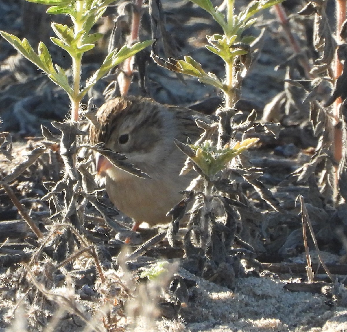 Brewer's Sparrow - ML641509313