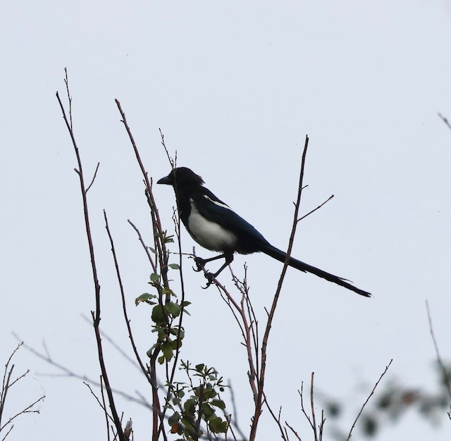 Black-billed Magpie - ML641509314