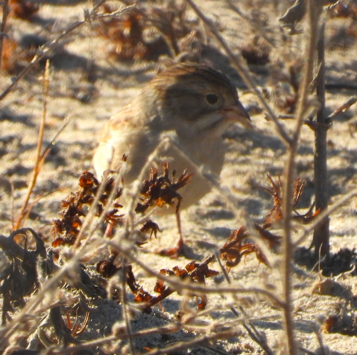 Brewer's Sparrow - ML641509345