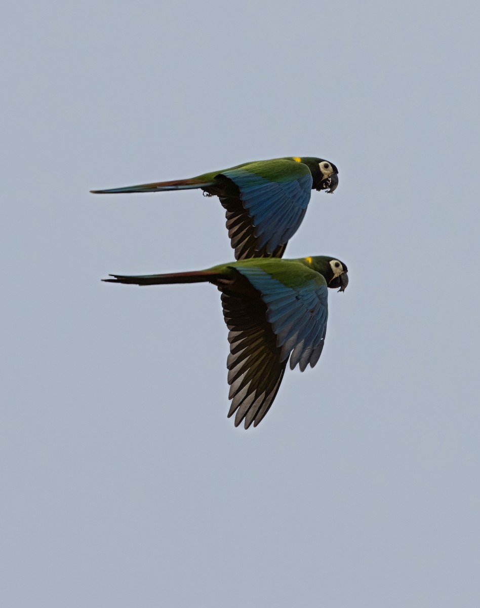 Yellow-collared Macaw - ML641509381