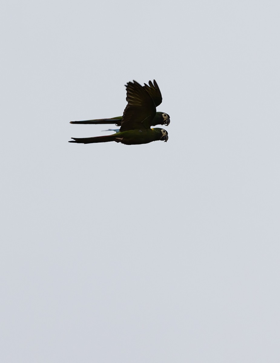 Yellow-collared Macaw - ML641509382