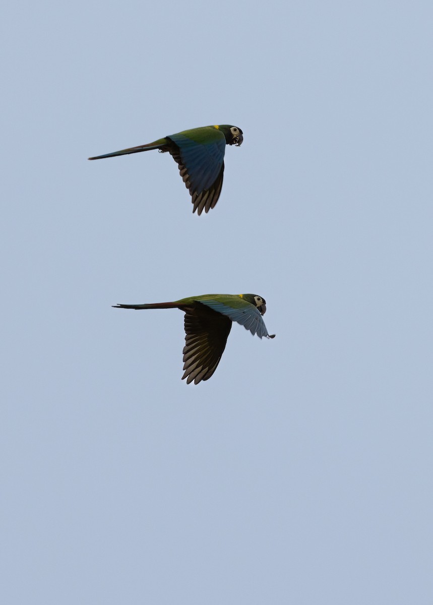 Yellow-collared Macaw - ML641509383