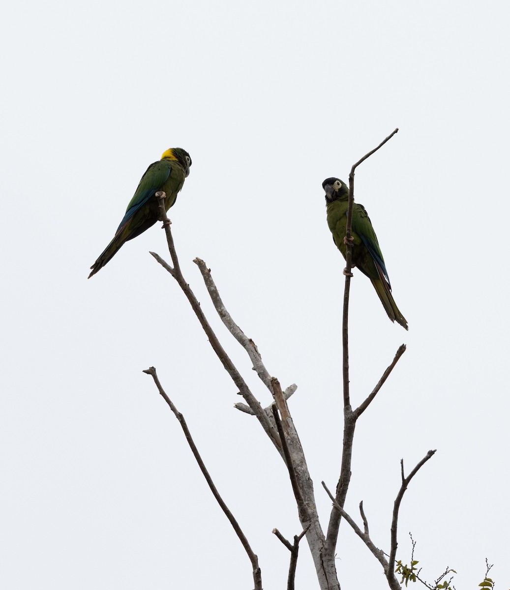 Yellow-collared Macaw - ML641509384