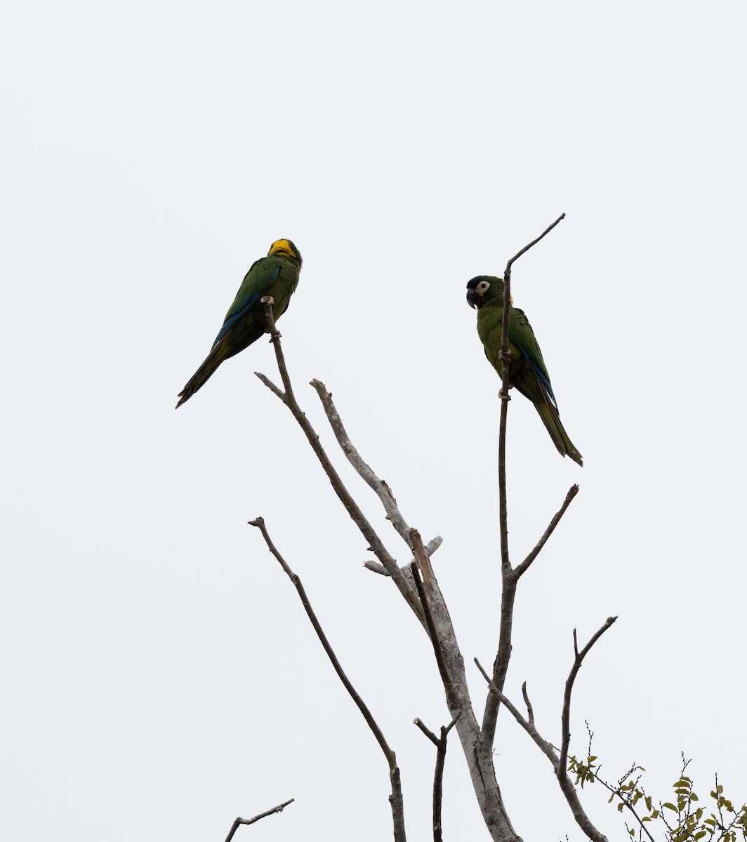 Yellow-collared Macaw - ML641509385